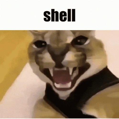 A Close Up Of A Cat 'S Face With The Word Shell Below It GIF