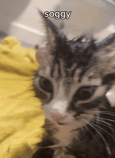 A Close Up Of A Cat 'S Face With The Word Soggy Above It GIF