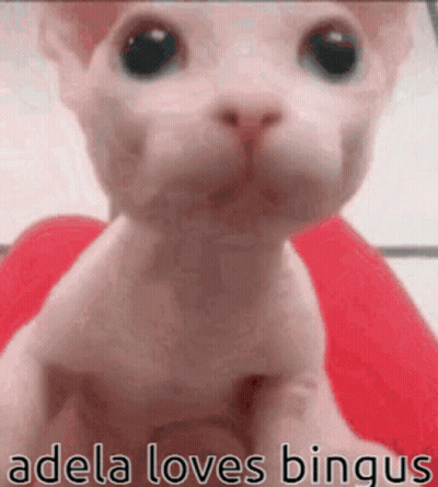 A Close Up Of A Cat 'S Face With The Words `` Adela Loves Bingus '' Written Below It . GIF