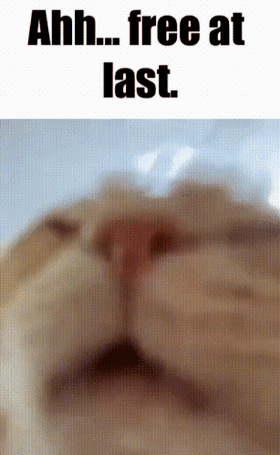 A Close Up Of A Cat 'S Face With The Words " Ahh Free At Last " Below It GIF