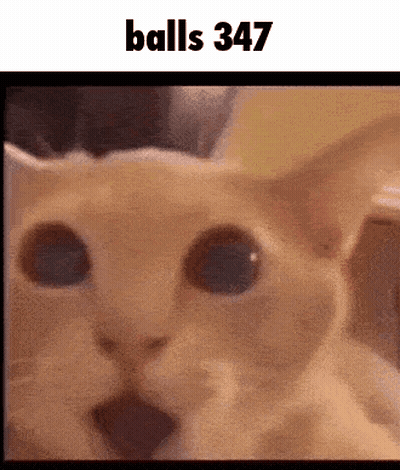 A Close Up Of A Cat 'S Face With The Words " Balls 347 " Above It GIF