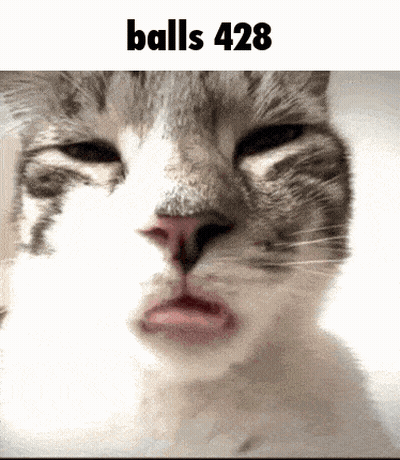 A Close Up Of A Cat 'S Face With The Words " Balls 428 " Above It GIF