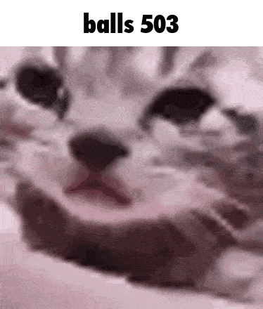 A Close Up Of A Cat 'S Face With The Words Balls 503 Below It . GIF