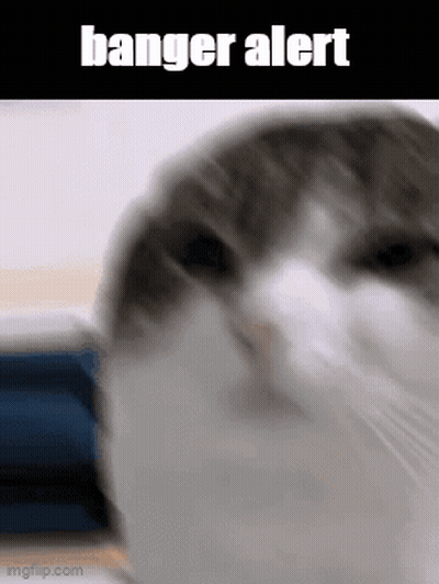 A Close Up Of A Cat 'S Face With The Words Banger Alert On The Bottom . GIF
