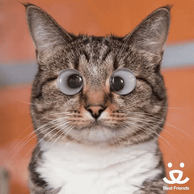 A Close Up Of A Cat 'S Face With The Words Best Friends On The Bottom GIF