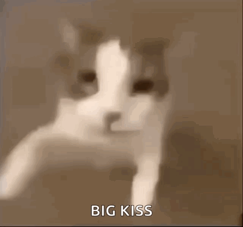 A Close Up Of A Cat 'S Face With The Words `` Big Kiss '' Written In The Corner . GIF