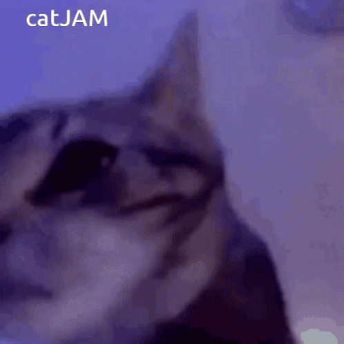 A Close Up Of A Cat 'S Face With The Words Catjam Below It GIF
