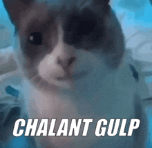 A Close Up Of A Cat 'S Face With The Words Chalant Gulp Written Above It . GIF