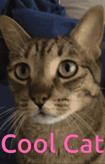 A Close Up Of A Cat 'S Face With The Words Cool Cat Below It GIF