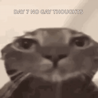 A Close Up Of A Cat 'S Face With The Words `` Day 7 No Gay Thoughts '' . GIF