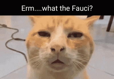A Close Up Of A Cat 'S Face With The Words " Erm What The Fauci " Below It GIF