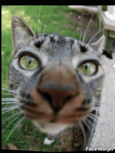 A Close Up Of A Cat 'S Face With The Words Face Morph On The Bottom Right GIF