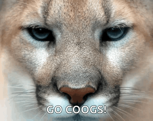 A Close Up Of A Cat 'S Face With The Words Go Coogs Written Below It GIF