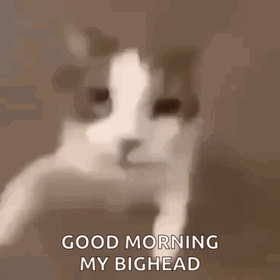 A Close Up Of A Cat 'S Face With The Words `` Good Morning My Bighead '' . GIF