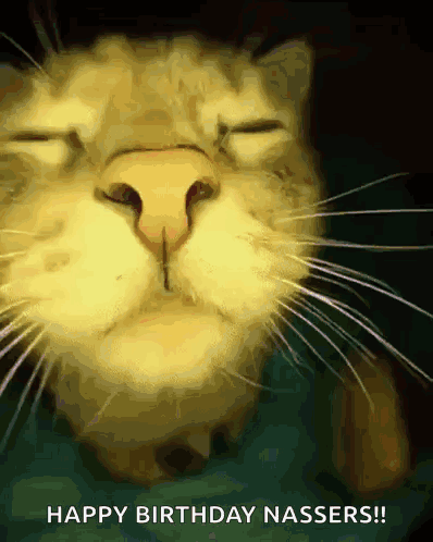 A Close Up Of A Cat 'S Face With The Words " Happy Birthday Nassers " Below It GIF