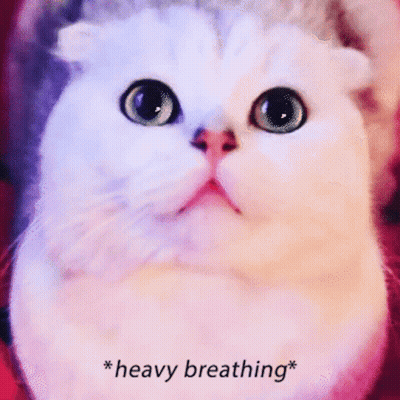 A Close Up Of A Cat 'S Face With The Words * Heavy Breathing * Above It GIF