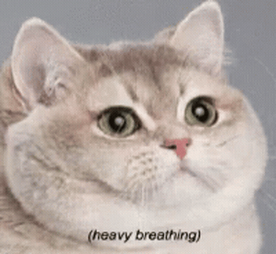 A Close Up Of A Cat 'S Face With The Words Heavy Breathing Written Below It . GIF