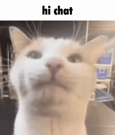 A Close Up Of A Cat 'S Face With The Words `` Hi Chat '' Written On It . GIF