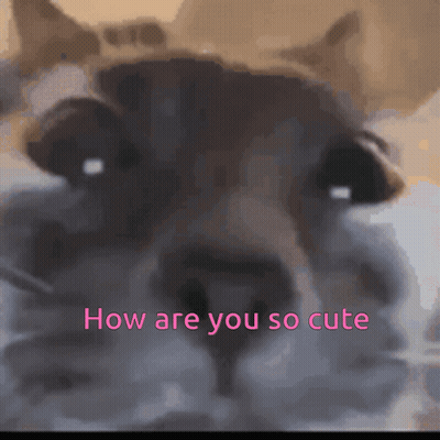 A Close Up Of A Cat 'S Face With The Words " How Are You So Cute " Below It GIF