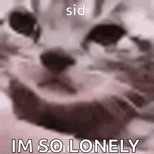 A Close Up Of A Cat 'S Face With The Words I 'M So Lonely On It . GIF