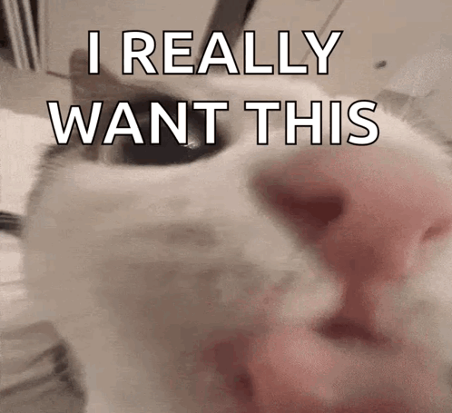 A Close Up Of A Cat 'S Face With The Words I Really Want This Written On It . GIF