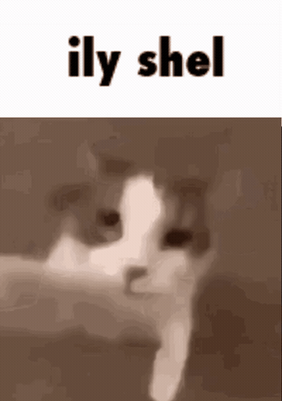 A Close Up Of A Cat 'S Face With The Words `` Ily Shel '' Written Above It . GIF