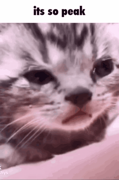 A Close Up Of A Cat 'S Face With The Words `` It 'S So Peak '' Written Above It . GIF