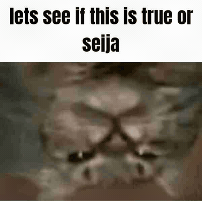 A Close Up Of A Cat 'S Face With The Words `` Lets See If This Is True Or Seija '' Written Above It . GIF