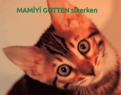 A Close Up Of A Cat 'S Face With The Words Mamiyi Gotten Sikerken Below It GIF