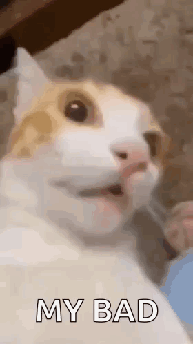 A Close Up Of A Cat 'S Face With The Words `` My Bad '' Written Below It . GIF