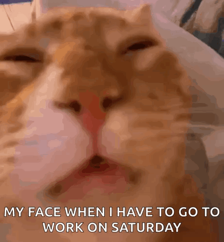 A Close Up Of A Cat 'S Face With The Words My Face When I Have To Go To Work On Saturday GIF