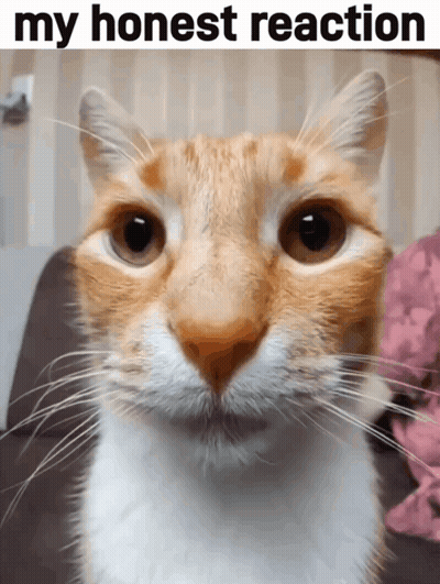 A Close Up Of A Cat 'S Face With The Words My Honest Reaction Above It GIF