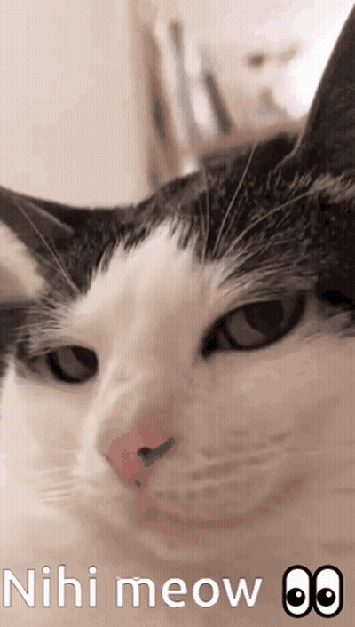 A Close Up Of A Cat 'S Face With The Words " Nihi Meow " Written Below It GIF