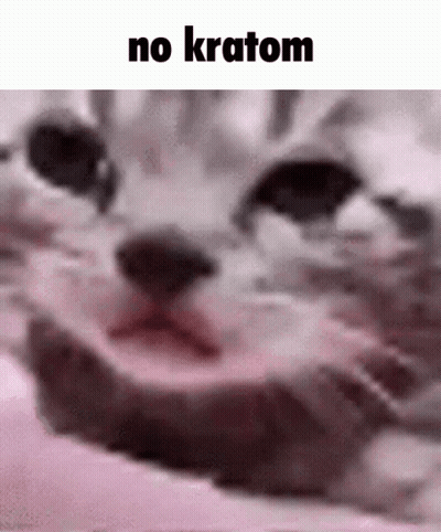 A Close Up Of A Cat 'S Face With The Words No Kratom Below It GIF