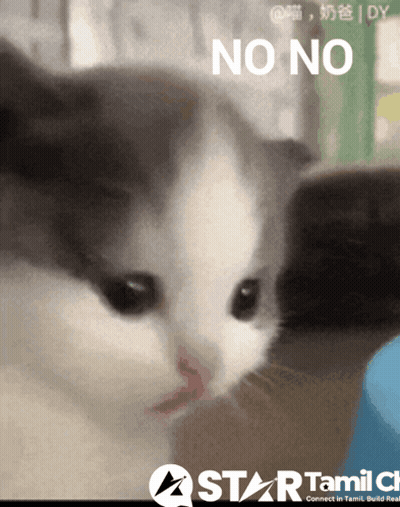 A Close Up Of A Cat 'S Face With The Words No No Above It GIF