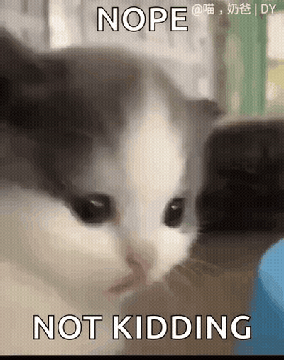 A Close Up Of A Cat 'S Face With The Words Nope Not Kidding Written Below It . GIF