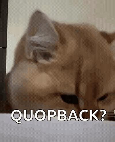 A Close Up Of A Cat 'S Face With The Words Quopback Written Below It . GIF