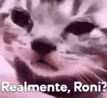 A Close Up Of A Cat 'S Face With The Words `` Realmente , Roni ? '' GIF
