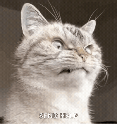 A Close Up Of A Cat 'S Face With The Words `` Send Help '' Written On It . GIF