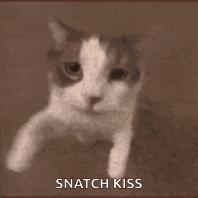 A Close Up Of A Cat 'S Face With The Words Snatch Kiss Written On The Bottom GIF