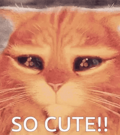 A Close Up Of A Cat 'S Face With The Words `` So Cute '' Written On It . GIF