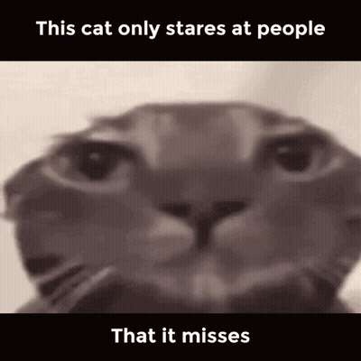 A Close Up Of A Cat 'S Face With The Words This Cat Only Stares At People That It Misses GIF
