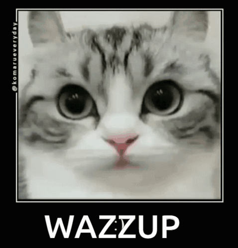 A Close Up Of A Cat 'S Face With The Words Wazzup Written On It . GIF