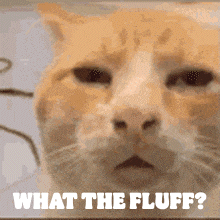 A Close Up Of A Cat 'S Face With The Words " What The Fluff " Below It GIF