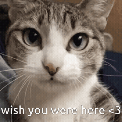 A Close Up Of A Cat 'S Face With The Words Wish You Were Here < 3 On The Bottom . GIF