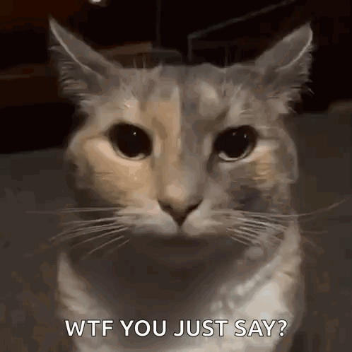 A Close Up Of A Cat 'S Face With The Words Wtf You Just Say Written Below It . GIF
