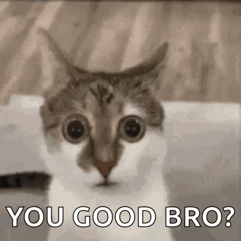 A Close Up Of A Cat 'S Face With The Words `` You Good Bro '' Written Below It . GIF
