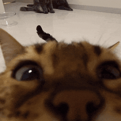 A Close Up Of A Cat 'S Face With Two Cats In The Background GIF