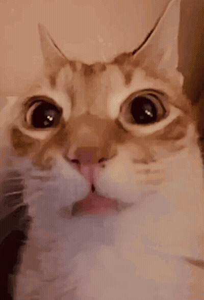 A Close Up Of A Cat 'S Face With Water Coming Out Of Its Mouth GIF