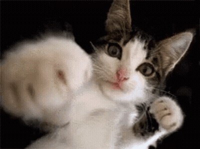 A Close Up Of A Cat 'S Fist Being Thrown At The Camera . GIF